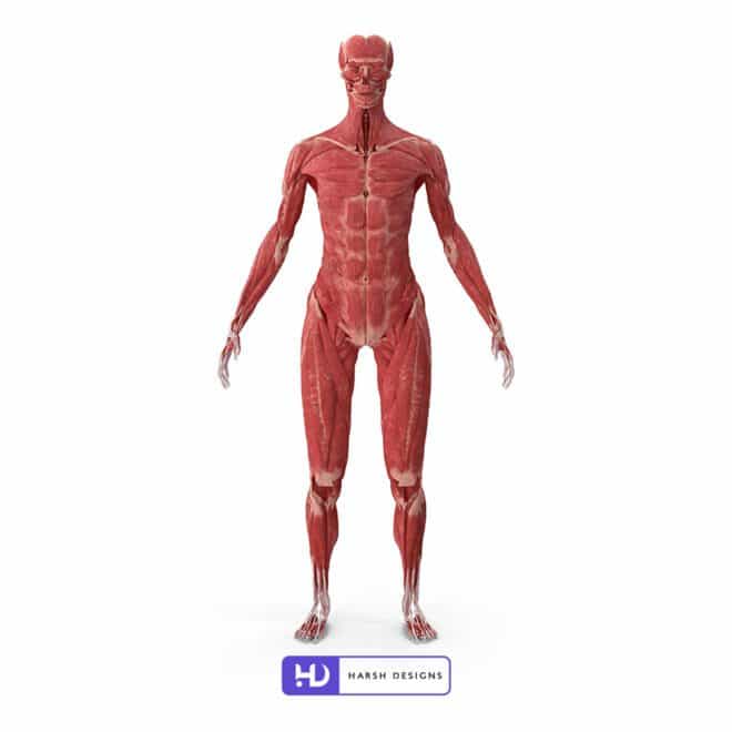 3D Character - 3D Skeleton with Tissue - Human Body - Skeleton - 3D Render -3
