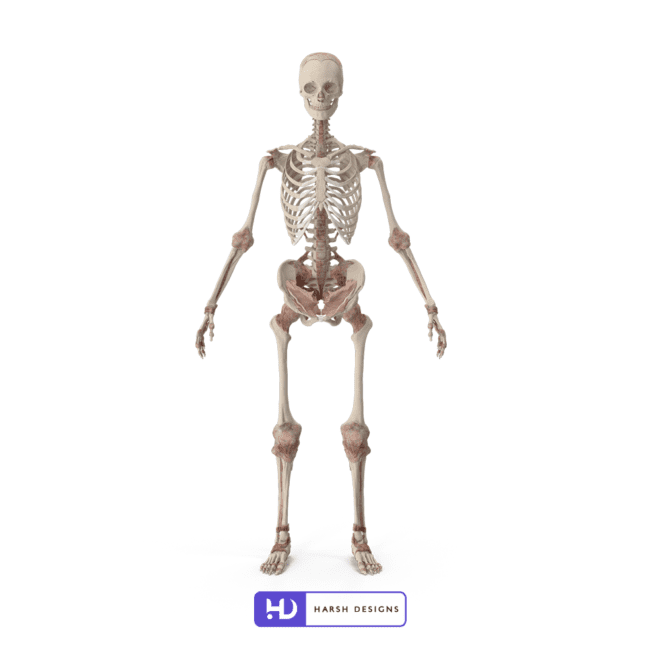 3D Modeling Skeleton-1