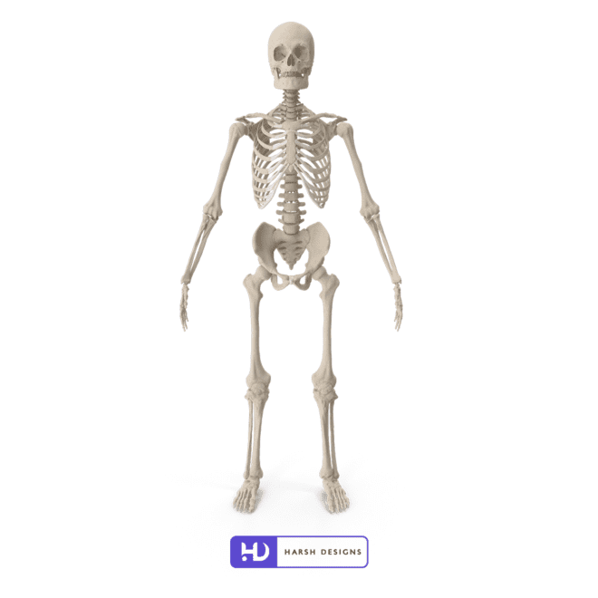 3D Modeling Skeleton-2