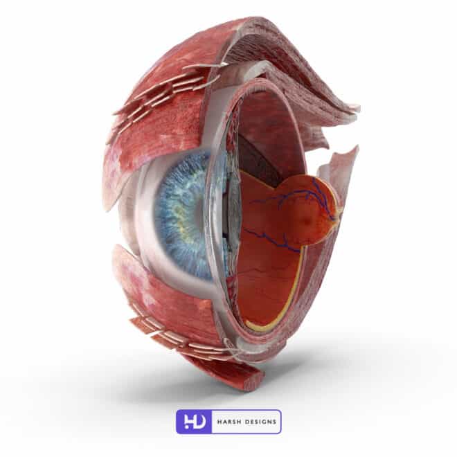 Cross Section of Human Eye Right Side - 3D Modeling for Product Packaging in Hyderabad, India 2