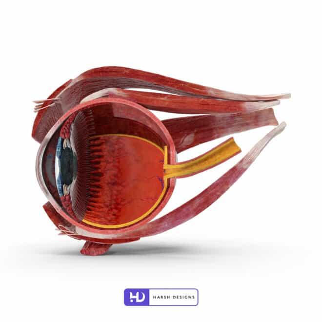Cross Section of Human Eye Right Side - 3D Modeling for Product Packaging in Hyderabad, India