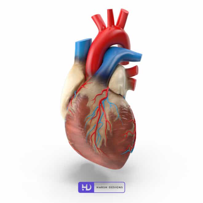 Human Heart - 3D Modeling for Product Packaging in Hyderabad, India 2