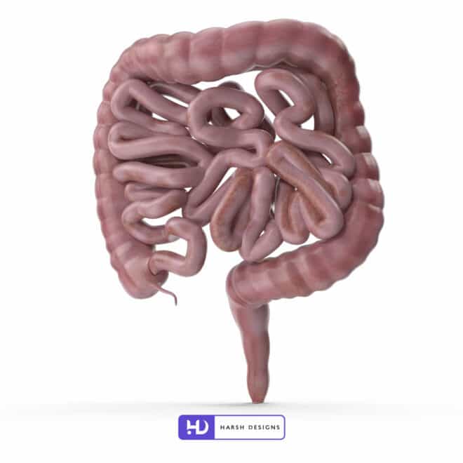 Human Interstine - 3D Modeling for Product Packaging in Hyderabad, India 2