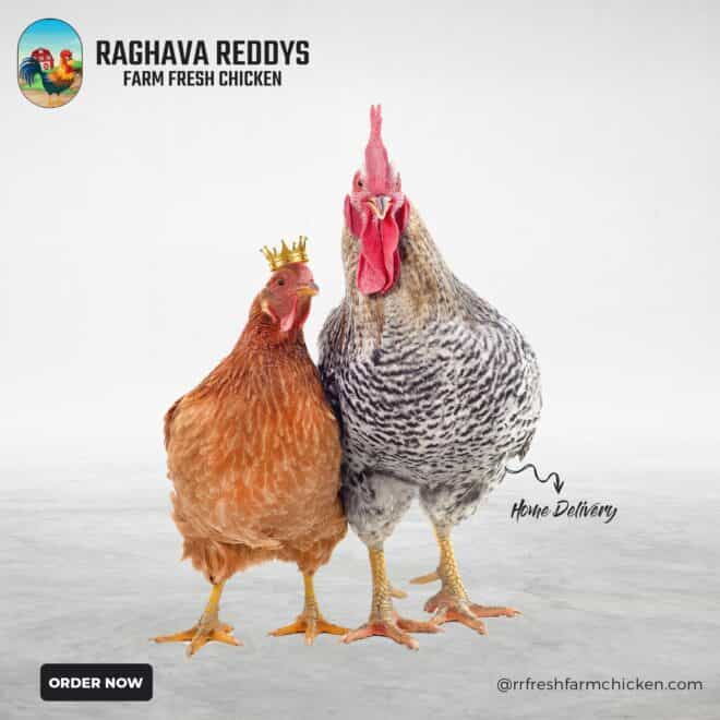 Male and Female Chicken Social Media Creative Ad - Social Media Marketing in Hyderabad - Social Media Marketing In Bangalore - Social Media Marketing in India