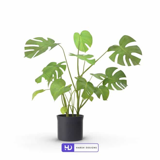 Realistic Indoor House Plant