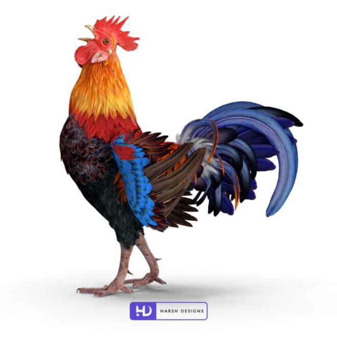 Rooster Rigged Chicken - 3D Modeling for Product Packaging in Hyderabad, India