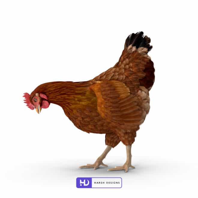 Brown Chicken - 3D Modeling for Product Packaging in Hyderabad, India